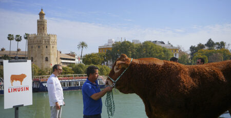 Toro Limonero raza Limusín en Sevilla