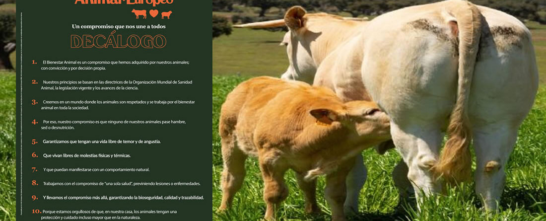 Vaca con ternero y Decálogo de Bienestar Animal Europeo